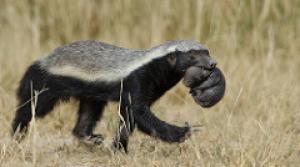 Honey Badger carrying young honey badger pup