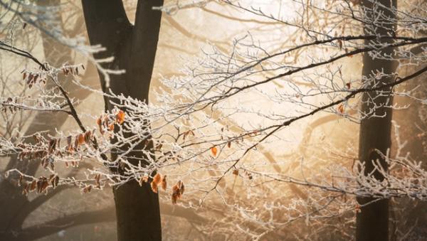 frost on autumn trees